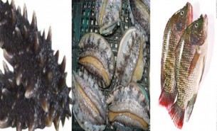 海參鮑魚自動分選機-自動上料排序重量稱重選別設(shè)備