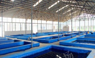 水產(chǎn)品重量分撿機(jī):自動(dòng)稱重分撿成多重量級別