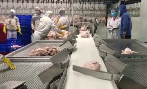 禽肉分選機(jī)_雞肉分選機(jī)_鴨肉分選機(jī)_肉雞稱重分選機(jī)_禽肉胴體分級秤_袋裝雞自動分揀_