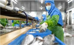 探索重量分選機在水產品行業(yè)的核心作用