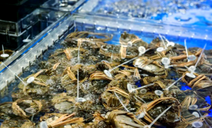 大閘蟹自動(dòng)檢重秤｜水產(chǎn)品多級分選設(shè)備｜農(nóng)產(chǎn)品智能分級解決方案