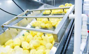 探索鳳梨重量分選機如何實現(xiàn)鳳梨精準(zhǔn)重量分選及產(chǎn)業(yè)助力