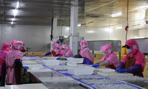 珠海大航淡水魚重量分選機，實現(xiàn)精準(zhǔn)分級與高效生產(chǎn)