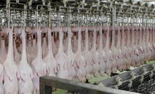 珠海大航整鴨重量自動(dòng)分選解決方案，助力鴨類加工高效發(fā)展