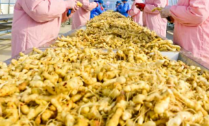 珠海大航中藥藥材重量分選方案，助力中藥產(chǎn)業(yè)高質(zhì)量發(fā)展