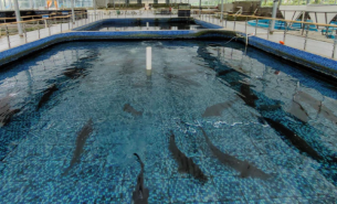 珠海大航活魚重量分選方案，為水產(chǎn)行業(yè)解決重量分選難題