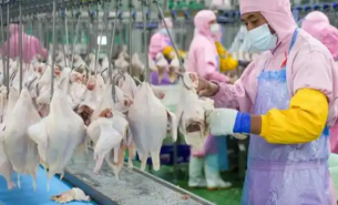 珠海大航整雞重量分選機(jī)，優(yōu)化禽類加工重量分選流程