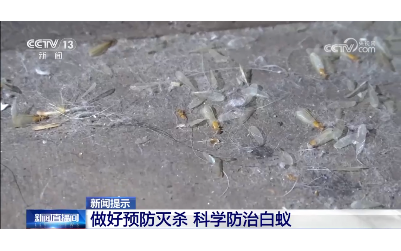 家白蟻進入繁殖活躍期 如何預防滅殺白蟻？這份建議請收好